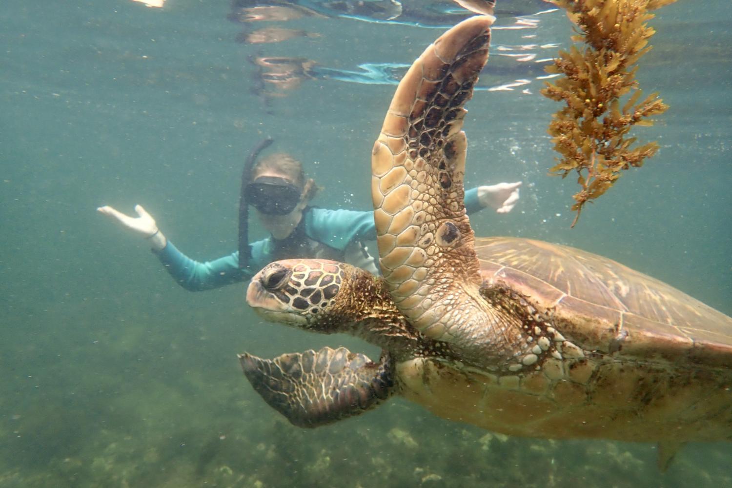 一名<a href='http://zd1j.cross-culturalcommunications.com/'>bv伟德ios下载</a>学生在Galápagos群岛游学途中与一只巨龟游泳.